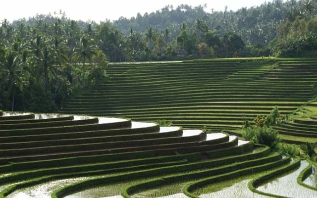 Рисовые террасы бали, Jatiluwih bali, Рисовое поле на бали