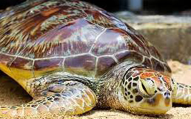 Экскурсии на бали, Turtle island, Остров черепах